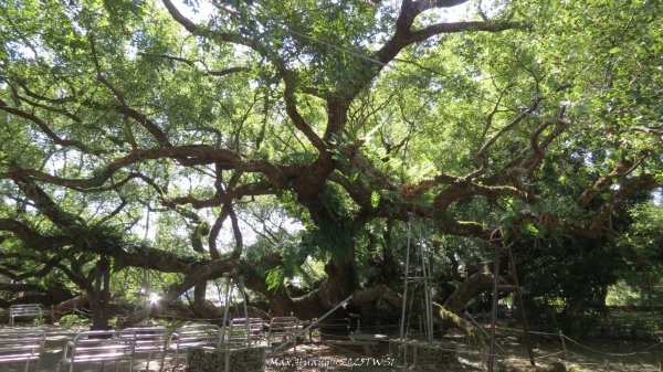 《台中》落雨松季｜石岡挑物古道O繞下情人木橋202501122687636