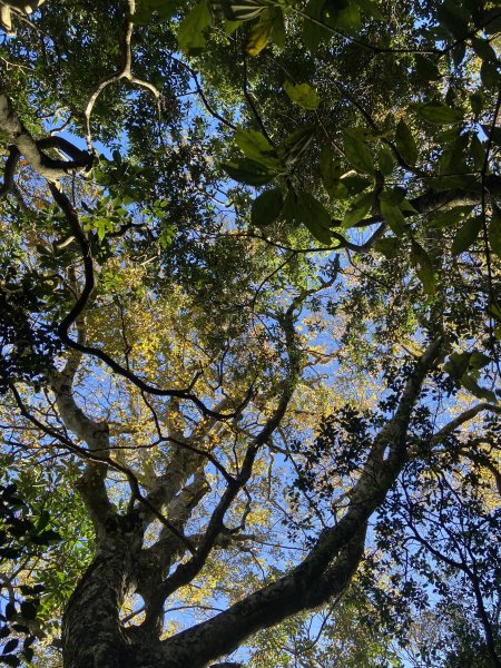 114.11.16 北得拉曼追黃金山毛櫸2937900