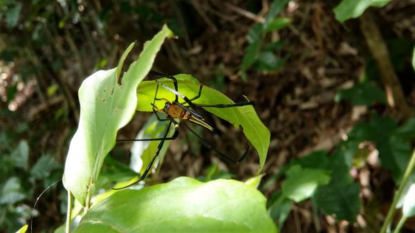新溪洲山之樂400377