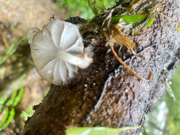 山野中的小精靈🧚‍♂️2924898