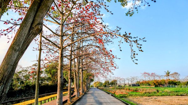 《臨江仙。木棉春色》2735235