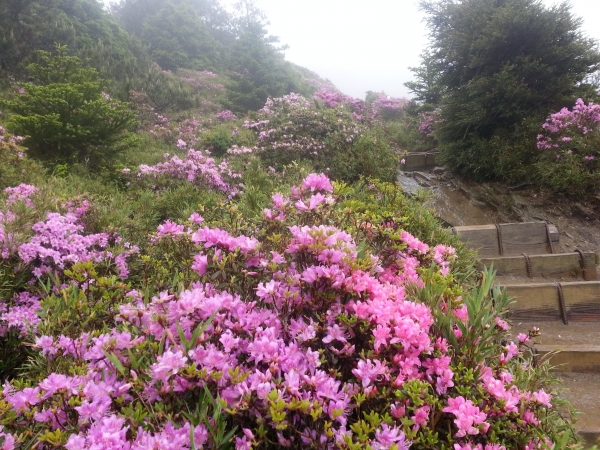 2016-06-12合歡山北峰紅毛杜鵑47963