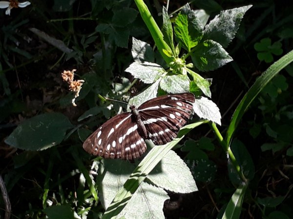 台中大坑步道7上6下20181027444571
