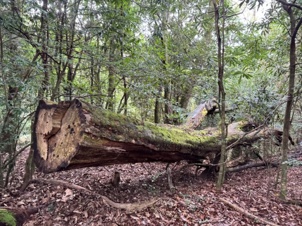 觀霧瀑布 賞鳥步道2926518