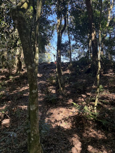 20251116鳴海山、網子山登山步道2938444