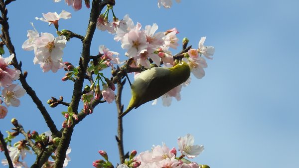 #綠繡眼 訪花 #吉野櫻 #天元宮 #楓樹湖 03162736674