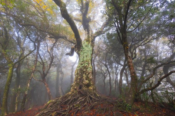 北得拉曼山毛櫸2350829