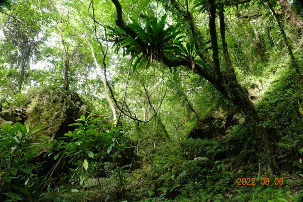 花蓮 秀林 杜藻宛山1798047