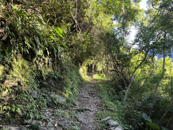 [玉山尋寶任務-03/12] 2025_0810 瓦拉米步道2857409