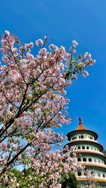 淡水天元宮賞櫻-三芝千手觀音如來2718447