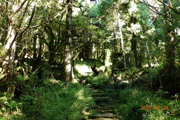 宜蘭 大同 太平山森林遊樂區 鐵杉林自然步道1743710