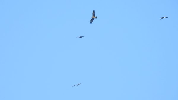 雲山水花鳥蝶 - 天龍國阿伯的日常7/18 & 21、22、292553934