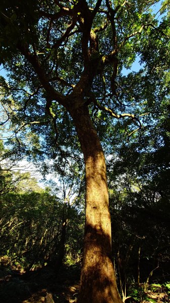 20260125 陽明山前後山健行(無極天元宮~山仔頂步道.向天池.向天山.面天山.二子坪)2997964