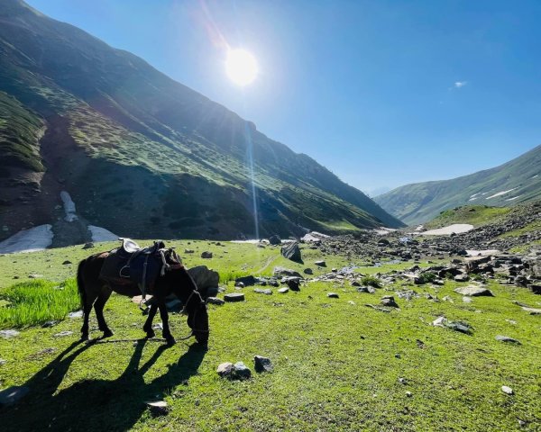 喀什米爾/馬牛羊駱駝動物寫真2565798
