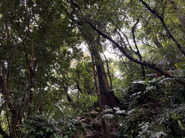[微笑山線_第三段] 2026_0328 鳶山山系_鳶山彩壁3025676