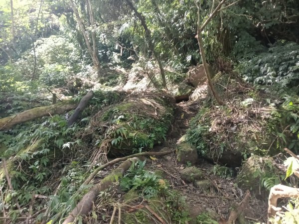 平溪區南山坪蝙蝠洞(濕洞)+平湖山+平湖尖+蝙蝠洞(乾洞)O型2833877