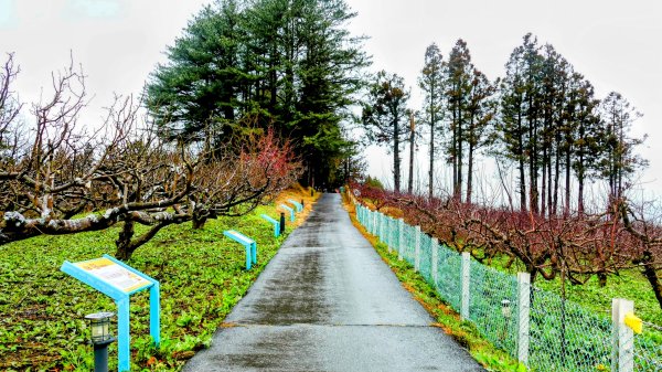《青玉案・福壽山櫻》2712372
