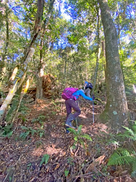 再訪關刀山西峰、主峰順撿西關刀山北峰  1165182