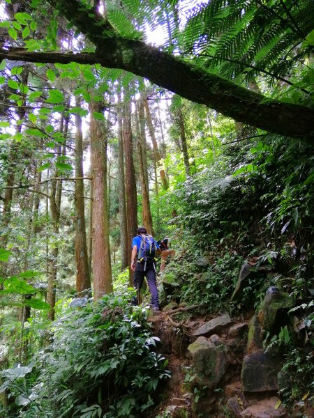 南投鹿谷~山野叢林不斷的陡上陡下~鳳凰山1098072