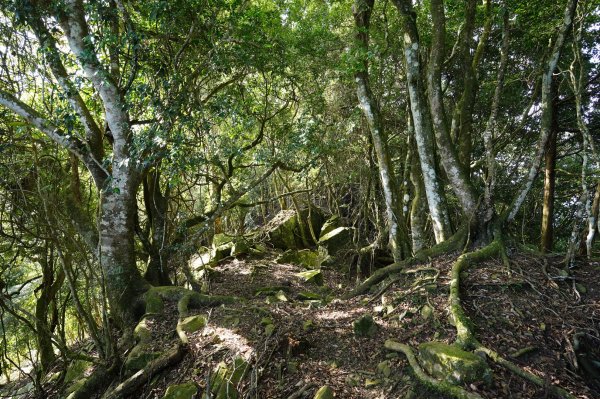 苗栗 泰安 洗水山2399068