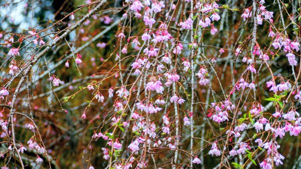 宮崎青島,母智丘,桷志田,櫻島,渡輪3027903
