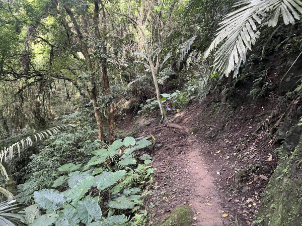 [皮皮獅探險隊-01/10] 2025_0706 六寮古道2830737