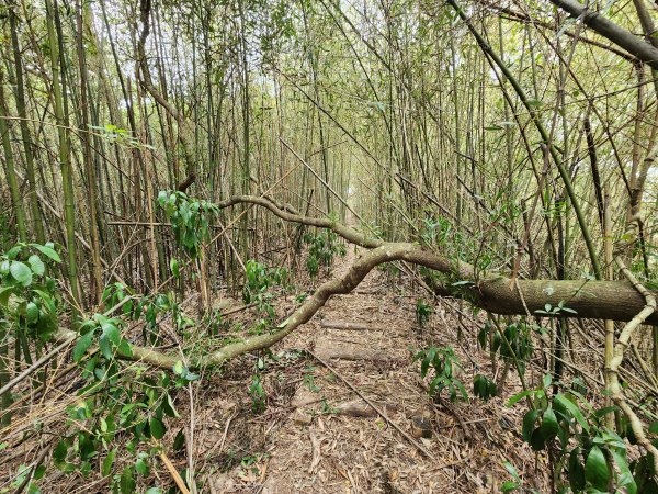 20250101海口山、糠榔埔山、闖水窩山及大牛朝山2726202