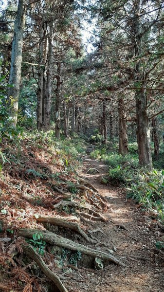 《台中》水晶蘭再現｜鳶嘴西稜線長壽山醜崠山二連峰來回202203201648933