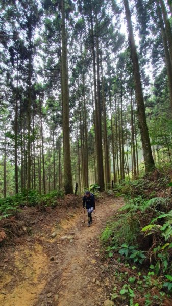 山上人家賞櫻~鵝公髻山874626