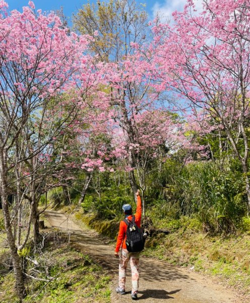 復興鄉悠然秘境櫻花🌸林野餐🧺2723014