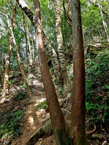 北得拉曼巨木步道-新竹縣尖石鄉2663490