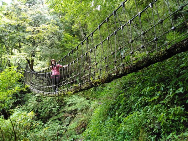 新竹檜山巨木群步道982159