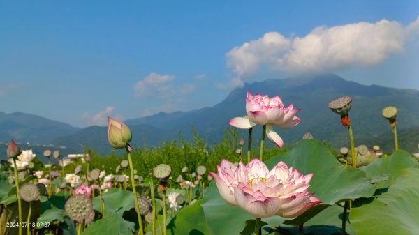 雲山水花鳥蝶 - 天龍國阿伯的日常7/18 & 21、22、292554017