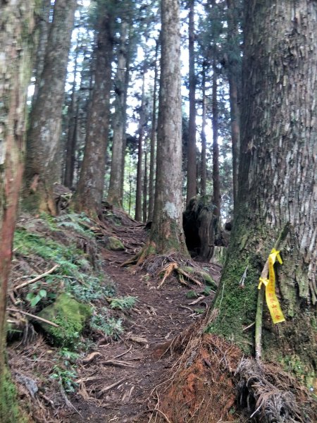 神阿縱走-大塔山1688516