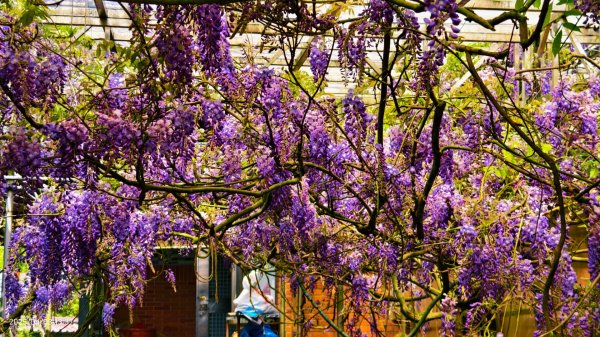 追花是簡單的快樂，賞花是恬淡的幸褔 4/32751443