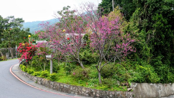 《西江月。竹子湖春》2721780