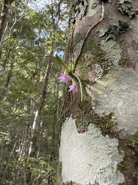 【沒有】【倚天劍】2985266