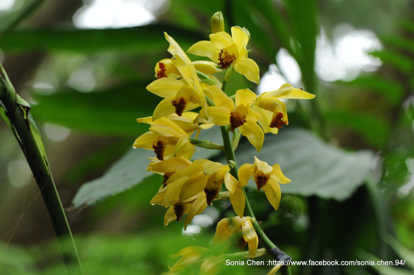 「有眼睛就看得見」 2025 D0509 黃鶴頂蘭