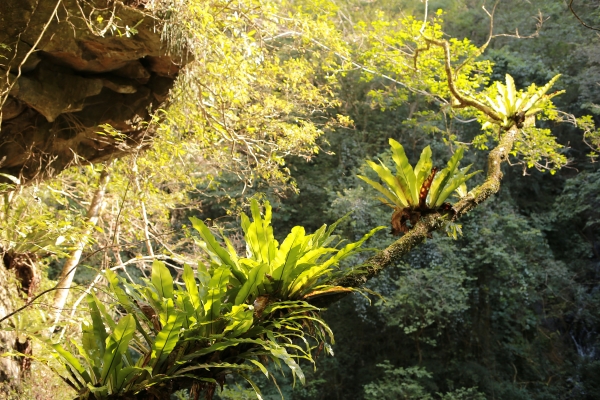 嘎拉賀：溫泉古道95470