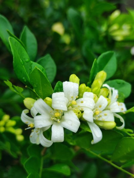 貢大縱走（新北貢寮-宜蘭大溪）2890341