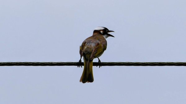 番王厝,番婆厝,王子厝,公主厝2827586