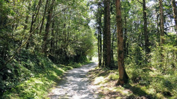 山毛櫸步道,望洋山步道2587699