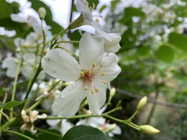 20250503屏東保和以山2781441