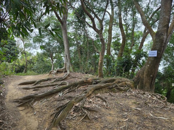 台中大坑9號／9之1／6號／7號O繞3連峰（西平山／平和山／大山母山）2709807