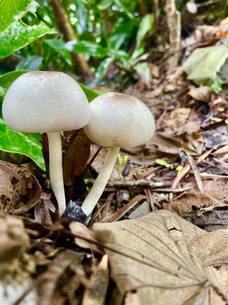 烏來加九寮溪-卡拉莫基清幽小秘境/釣魚💙2617247