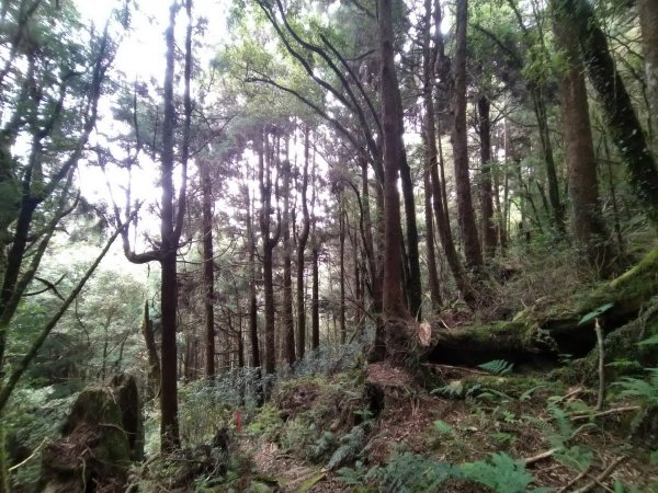 嘉義 阿里山 兒玉山、東水山、北霞山1486797