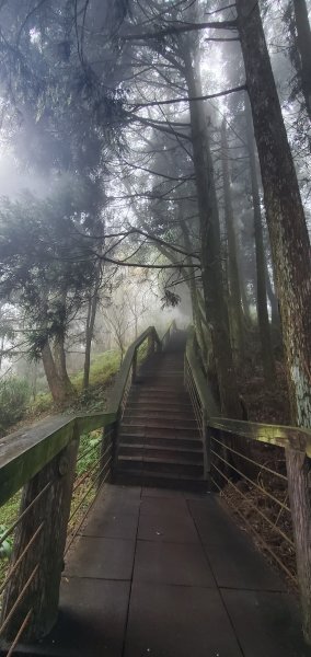 2023-11-25溪頭鳳凰山步道2361024