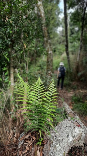 《新竹》幸福雲海｜鵝公髻山步道X山上人家202211051900189