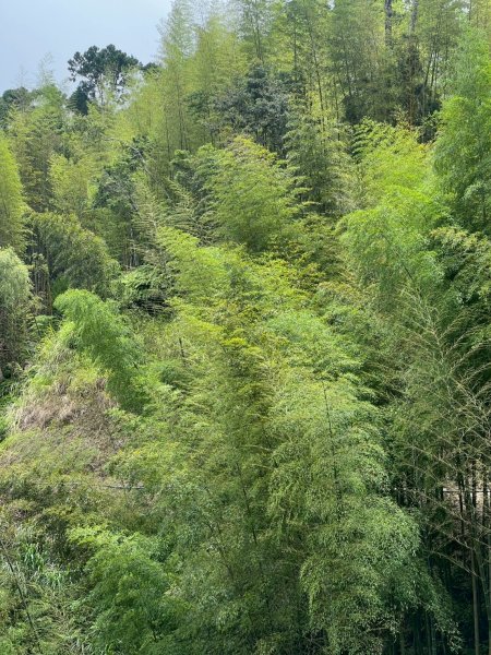 嵐山再古坑。五元兩角 木馬古道2806221