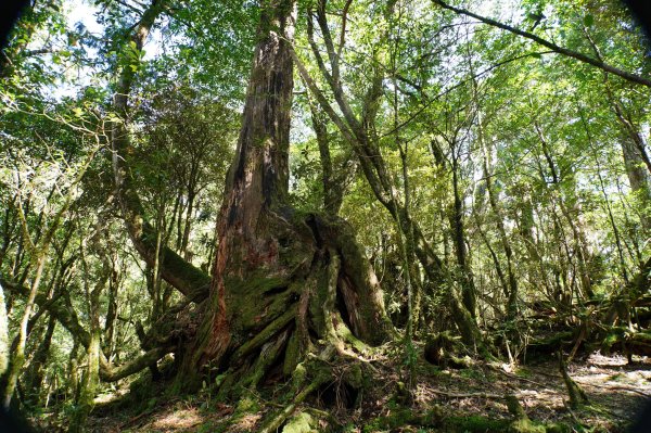 桃園 復興 復興尖山2867113